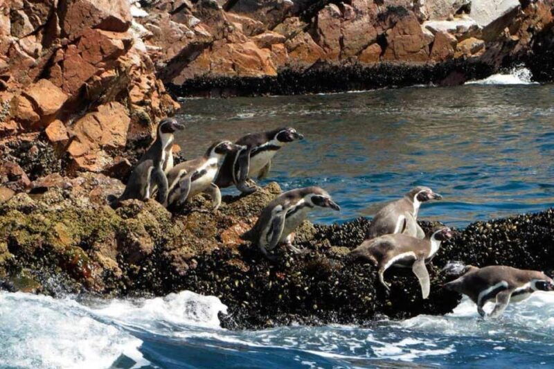 ica-ballestas-islands-paracas-national-reserve-excursion