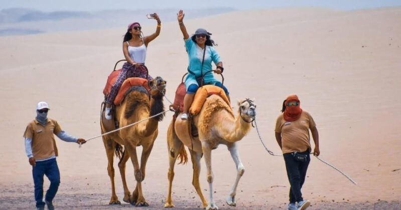 ica-dromedaries-swimming-pool-games-mini-farm