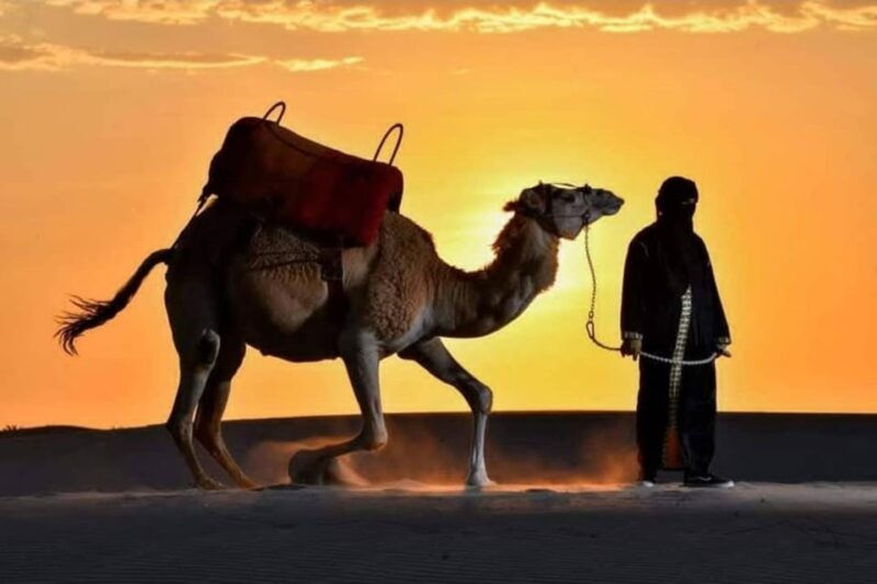 ica-dromedaries-swimming-pool-games-mini-farm