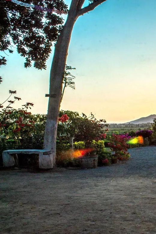 ica-pisco-and-wine-tasting-experience