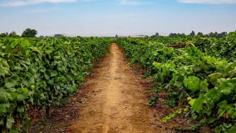 ica-pisco-and-wine-tasting-experience