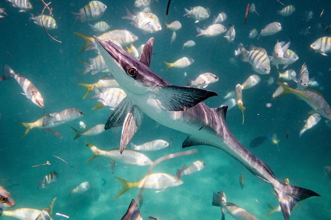 icacos-deserted-island-catamaran-snorkel-and-picnic-cruise