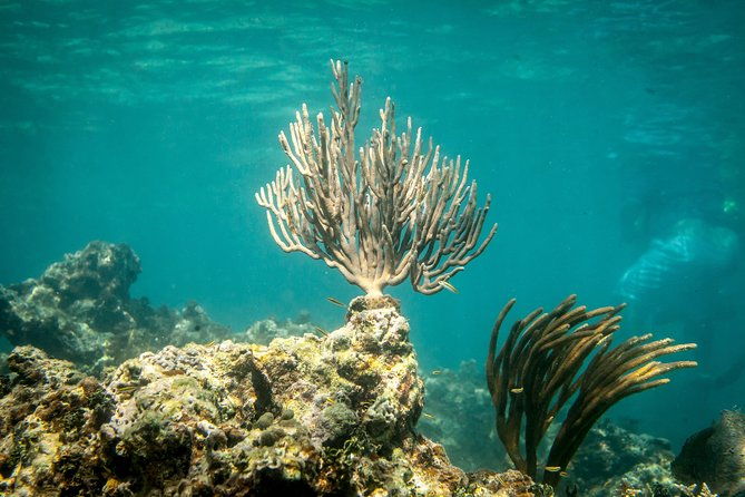 icacos-deserted-island-catamaran-snorkel-and-picnic-cruise