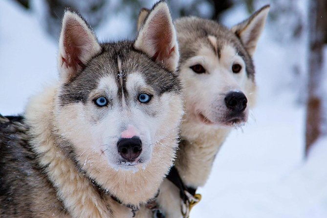 ice-fishing-and-husky-2