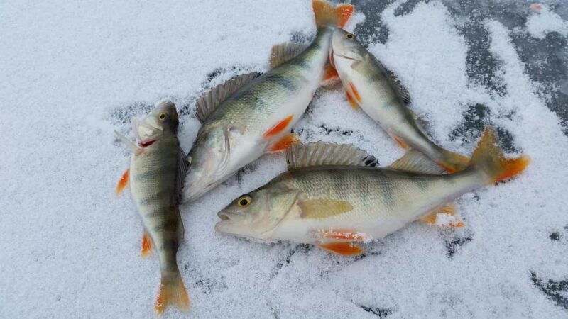Ice-Fishing by Foot on Lake Ylläsjärvi - Deep Dive into the Itinerary and Experience