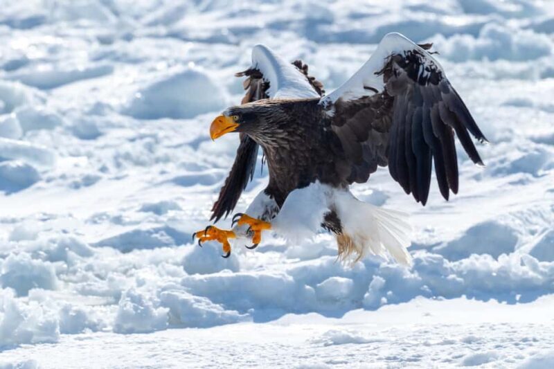 Icebreaker GARINKO GO III Cruise Explore Ice and Snow Tour - Exploring the Experience in Detail