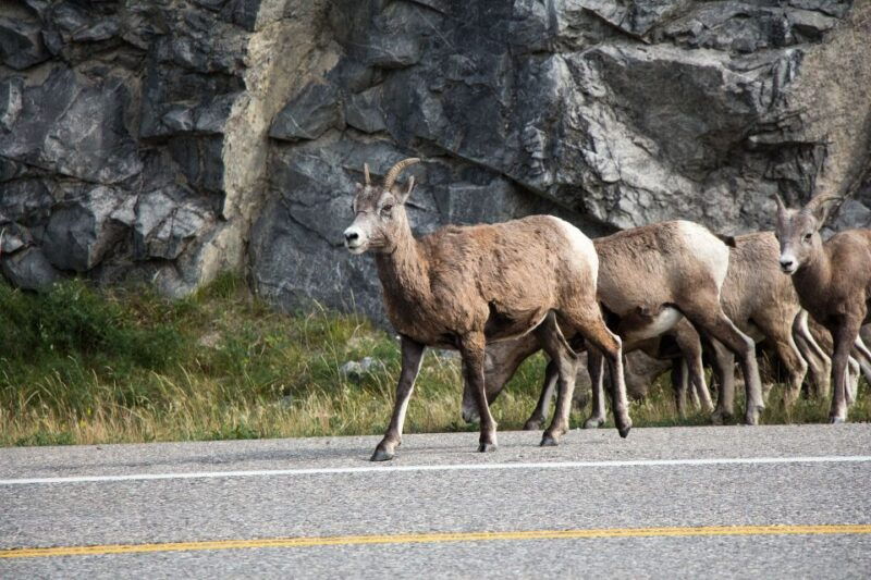 icefields-parkway-smartphone-audio-driving-tour