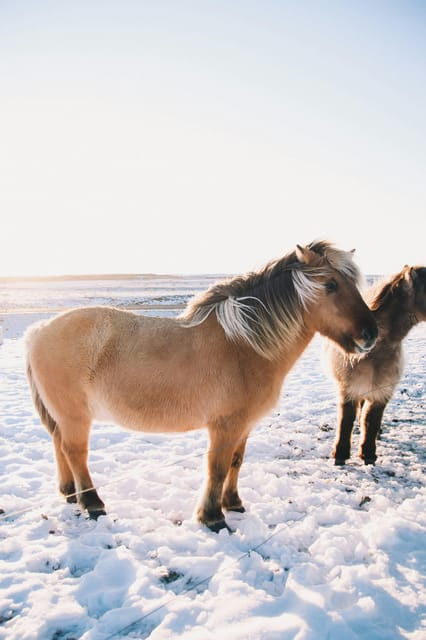 iceland-christmas-golden-circle-tour-with-santa