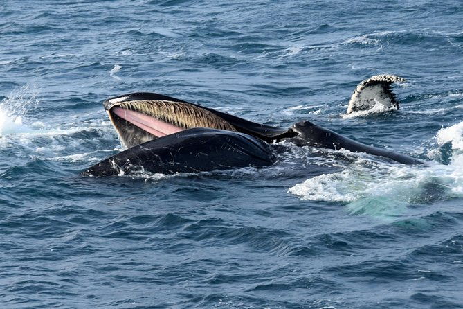 iceland-super-saver-northern-lights-cruise-plus-whale-watching-tour-from-reykjavik