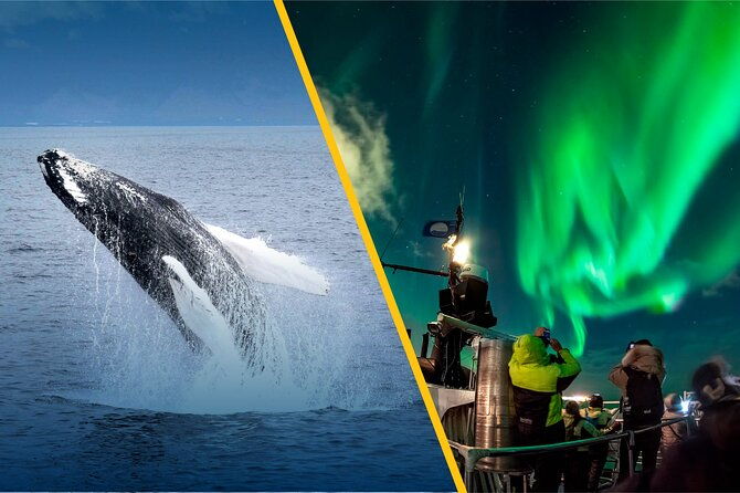 iceland-super-saver-northern-lights-cruise-plus-whale-watching-tour-from-reykjavik