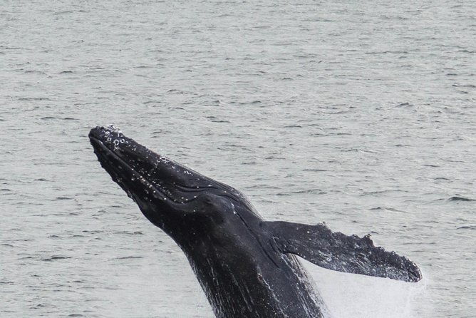 iceland-super-saver-northern-lights-cruise-plus-whale-watching-tour-from-reykjavik