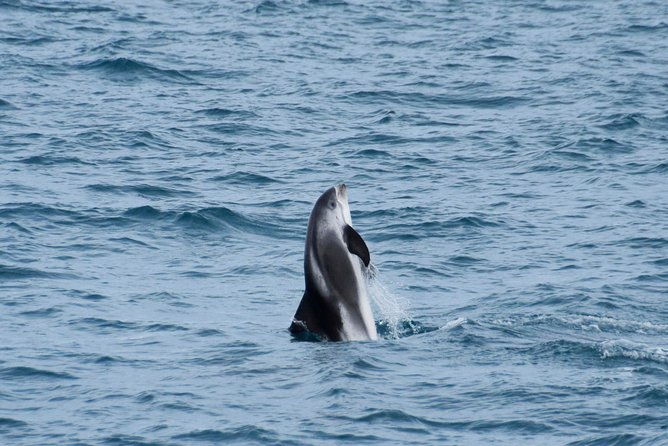 iceland-super-saver-northern-lights-cruise-plus-whale-watching-tour-from-reykjavik