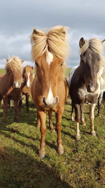 Iceland: Volcanic Landscape Horse Riding Tour - Final Thoughts: Who Should Consider This Tour?