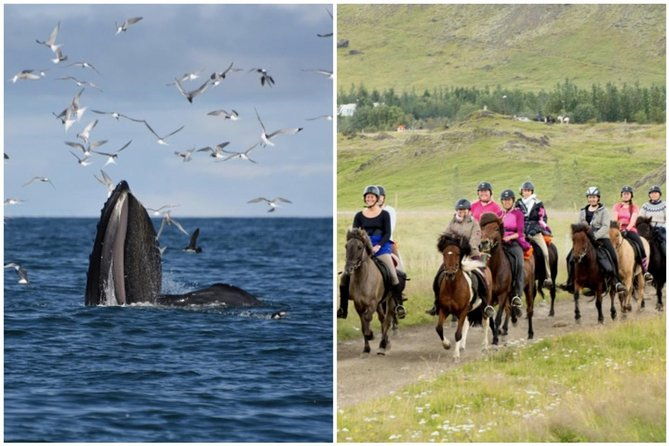 icelandic-horse-riding-and-whale-watching-cruise-from-reykjavik