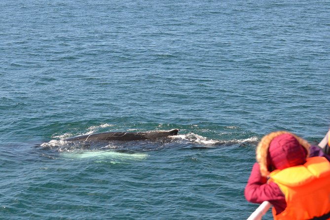 icelandic-horse-riding-and-whale-watching-cruise-from-reykjavik
