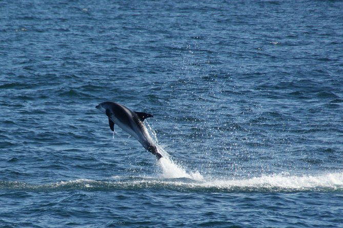 icelandic-horse-riding-and-whale-watching-cruise-from-reykjavik