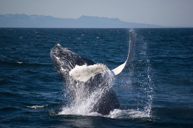 icelandic-horse-riding-and-whale-watching-cruise-from-reykjavik