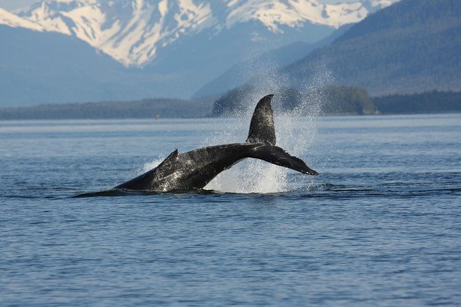 icelandic-horse-riding-and-whale-watching-cruise-from-reykjavik