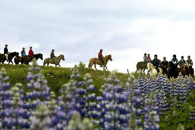 icelandic-horseback-riding-tour-including-pick-up-from-reykjavik