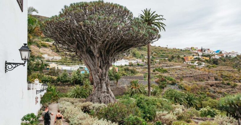 icod-de-los-vinos-dragon-tree-botanical-garden-ticket