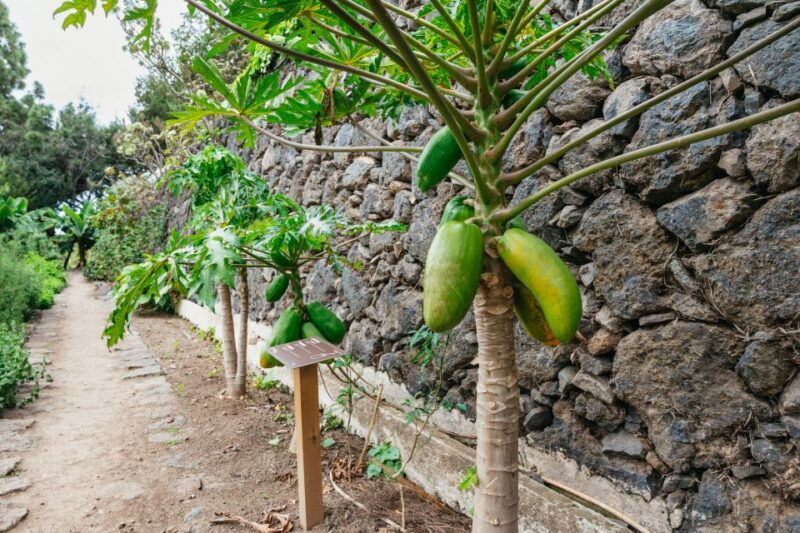 icod-de-los-vinos-dragon-tree-botanical-garden-ticket