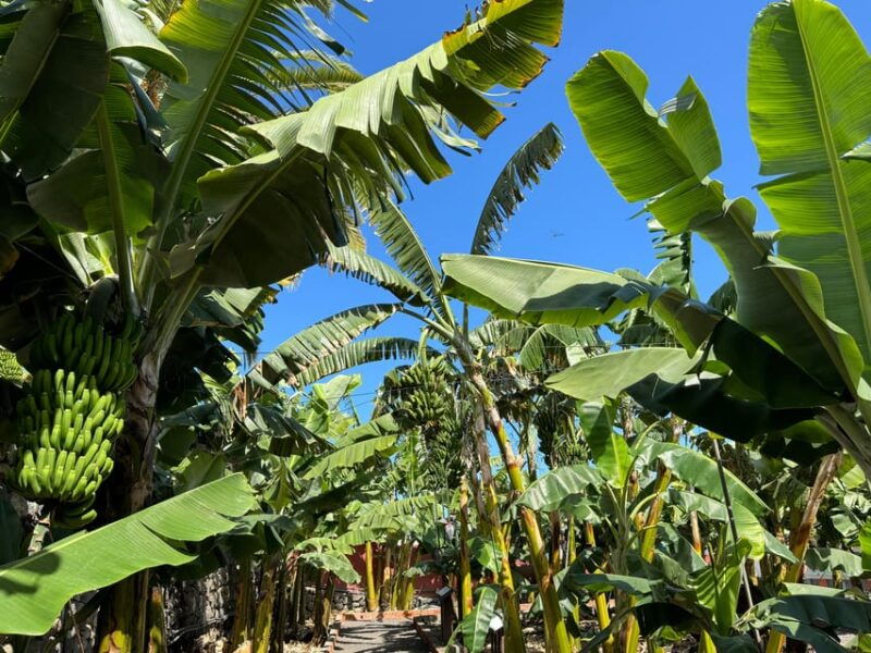 icod-de-los-vinos-house-of-the-banana-entry-ticket