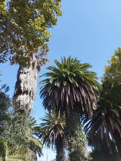 icod-de-los-vinos-walking-route-1h30