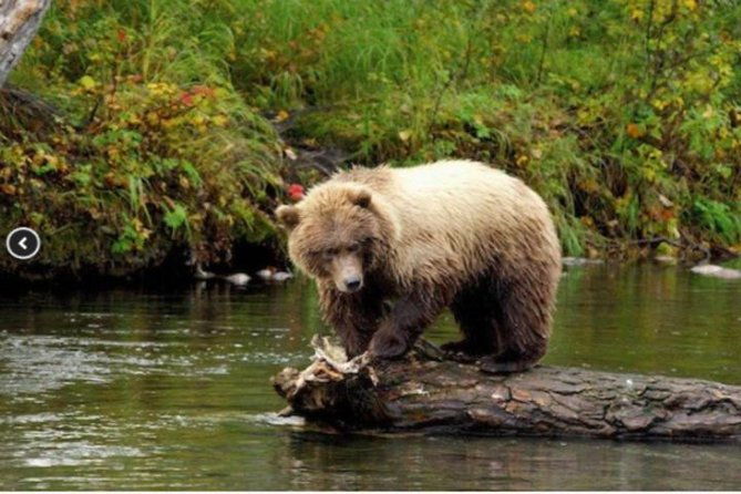 icy-strait-small-group-shore-excursion-were-going-on-a-bear-hunt