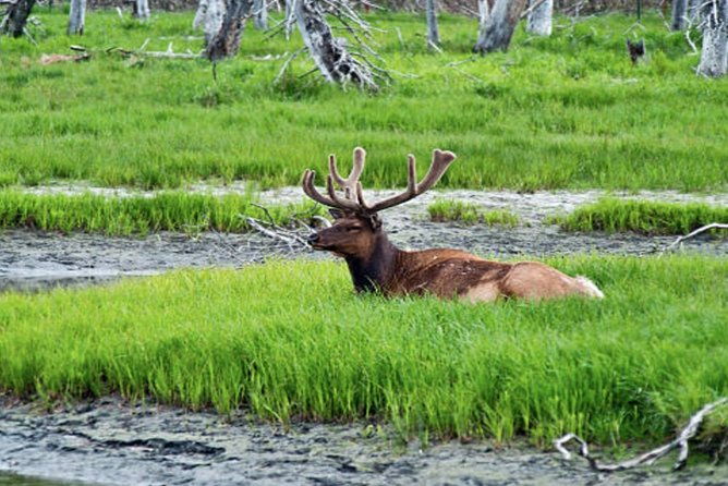 icy-strait-small-group-shore-excursion-were-going-on-a-bear-hunt
