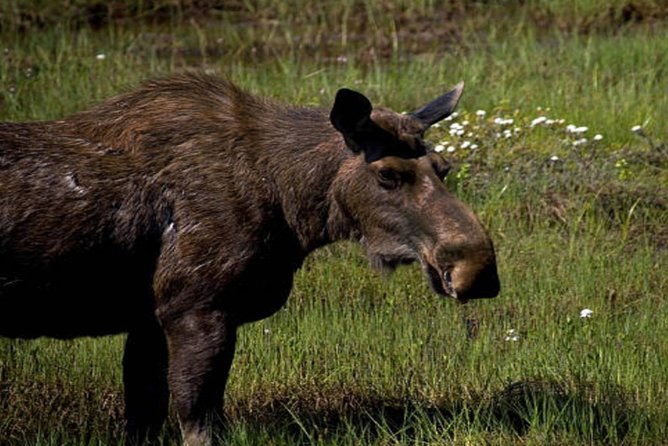 icy-strait-small-group-shore-excursion-were-going-on-a-bear-hunt