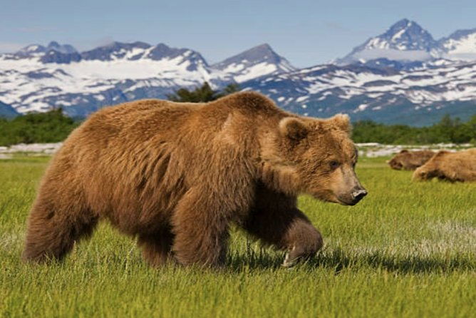 icy-strait-small-group-shore-excursion-were-going-on-a-bear-hunt