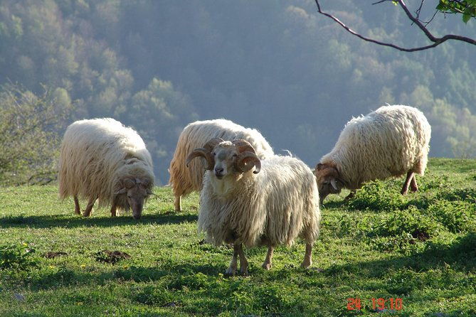 idiazabal-cheese-tour-from-san-sebastian