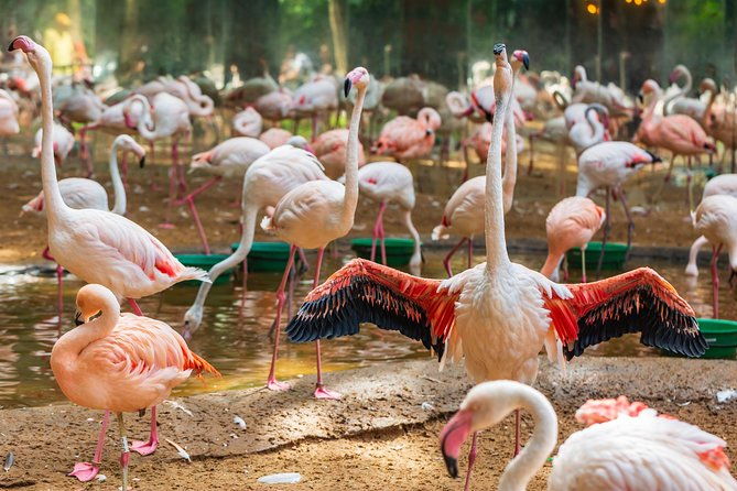 iguassu-bird-park-tickets-included