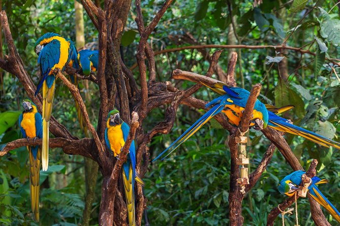 iguassu-bird-park-tickets-included