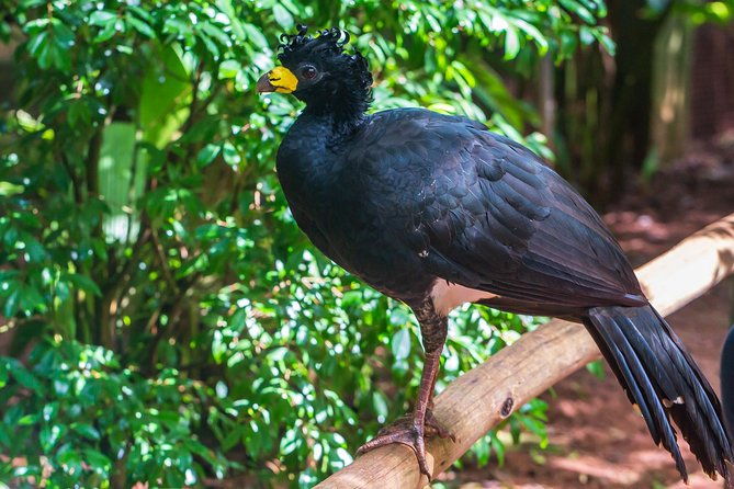 iguassu-bird-park-tickets-included