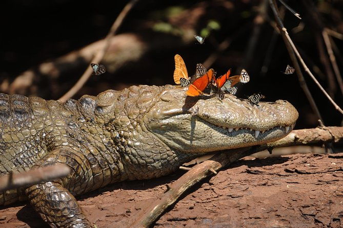 iguassu-bird-park-tickets-included
