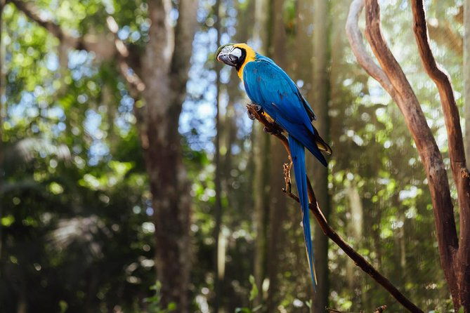 iguassu-falls-brazilian-side-bird-park-macuco-exclusive-gran-melia-iguazu