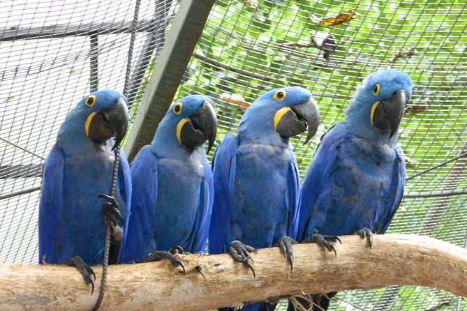 iguassu-falls-brazilian-side-bird-park-macuco-exclusive-gran-melia-iguazu