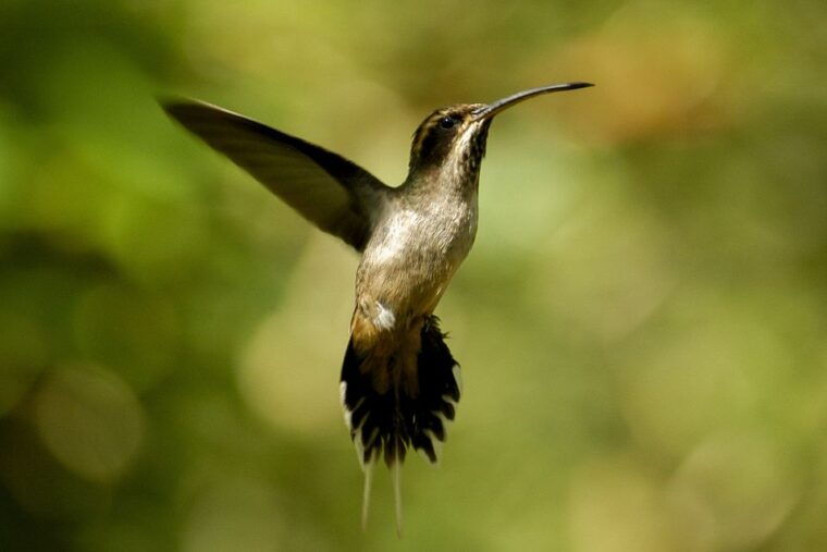 iguazu-falls-argentine-side-tour-from-puerto-iguazu