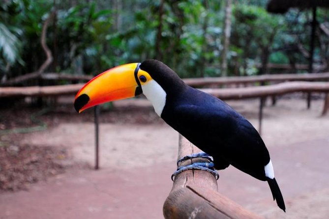 iguazu-falls-brazilian-side-bird-park-from-puerto-iguazu