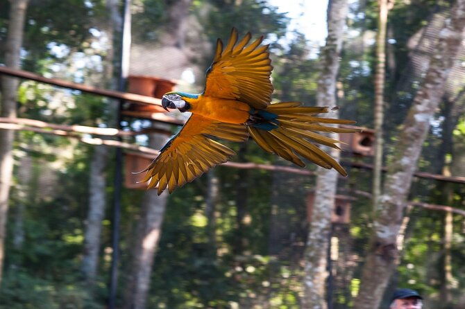 iguazu-falls-brazilian-side-bird-park-from-puerto-iguazu