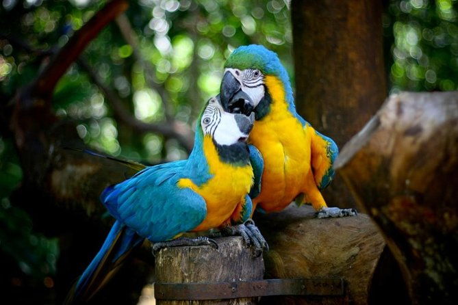 iguazu-falls-brazilian-side-bird-park-from-puerto-iguazu
