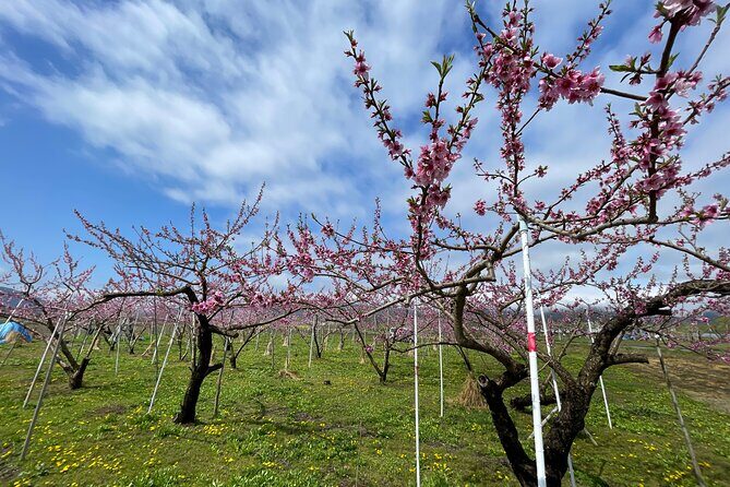 Iiyama Castle Cherry Blossom and Nozawa Onsen Morning Tour - Final Thoughts: Who Is This Tour For?
