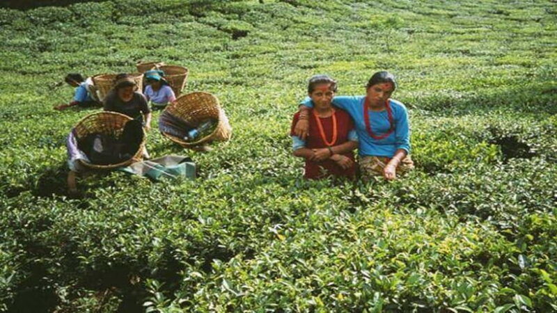 ilam-7-day-luxury-tea-garden-stay-in-illam