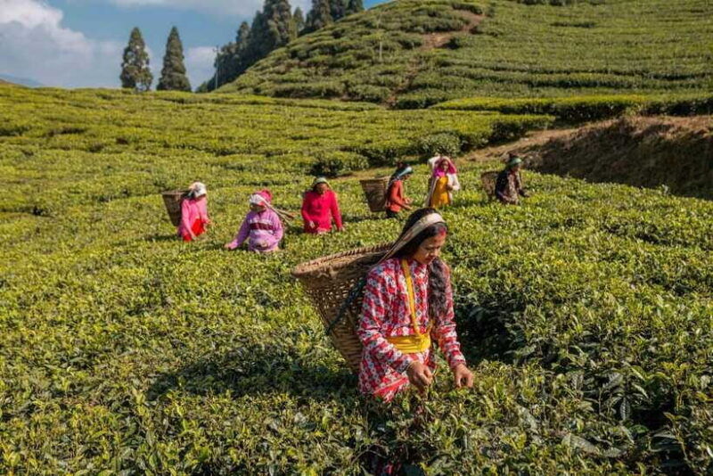 ilam-7-day-luxury-tea-garden-stay-in-illam