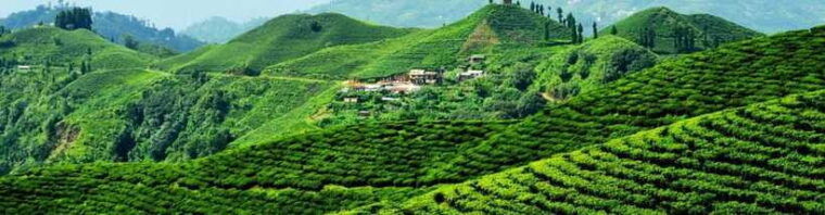 ilam-7-day-luxury-tea-garden-stay-in-illam