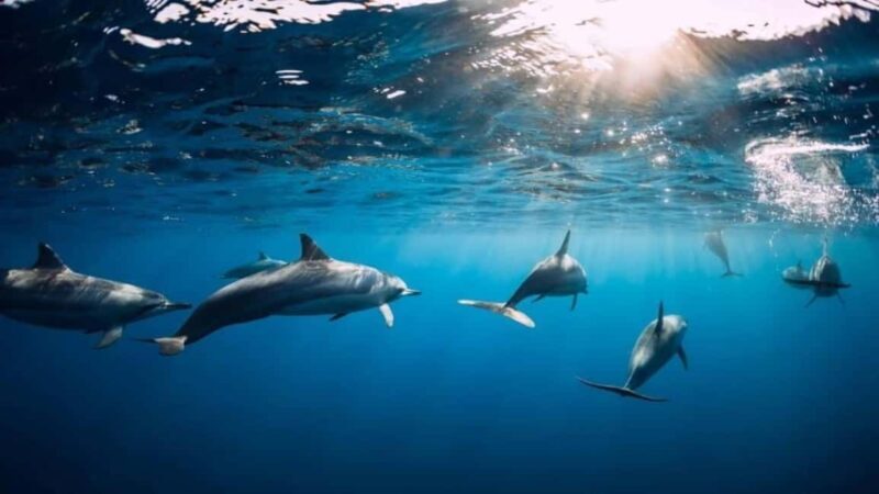 ile aux Benitier: Tour with dolphin watch & lunch - An In-Depth Look at the Ile aux Benitier Tour