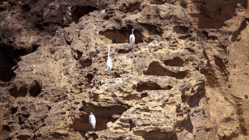 Ilhéu de Vila Franca: Inside Guided Natural Reserve Geo Tour - Exploring the Experience: What to Expect