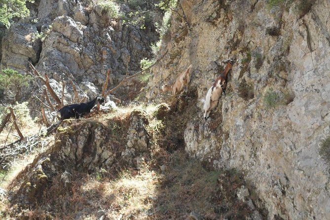 imbros-gorge-and-libyan-sea-day-tour-from-rethymno