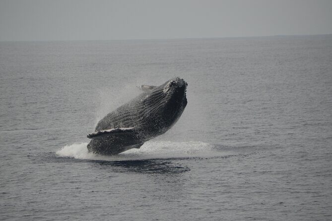 'Imiloa Express Whale Watch and Cocktail Tour - The Itinerary: What to Expect